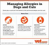 Medication For Dog Skin Allergies Pictures