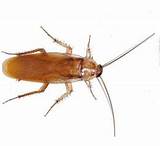 Cockroach Types Pictures