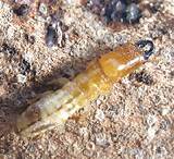 Photos of Dampwood Termites Treatment