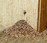 Pictures of What Do Termite Shavings Look Like