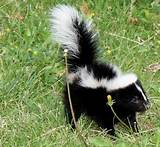Home Remedies For Skunk Removal Images