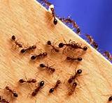 Termite Reticulation Pictures