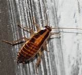 New York Cockroach Pictures