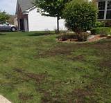 Pictures of Lawn Doctor Knoxville