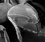 Ant Under Microscope Images