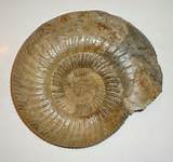 Photos of Facts About Fossil