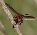 Red Wasp Pictures