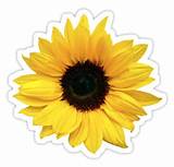 Sunflower Stickers Pictures
