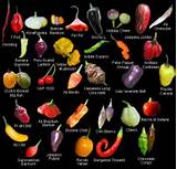 Images of Types Of Chili Peppers And Their Heat Index