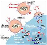 What Body Parts Does Hiv Attack Photos
