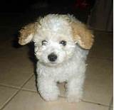 Images of Toy Poodle Stud Service For Sale