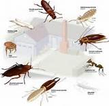 Pest And Termite Control