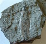 Photos of Lyme Regis Fossils