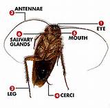 Photos of Roach Anatomy