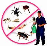 Photos of Pest Control