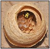 Images of Queen Wasp Nest