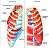 Intercostal Muscle Strengthening Photos