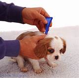 Puppy Home Remedies Images