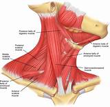 Core Muscles Neck Pictures