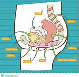 How To Find Your Pelvic Floor Muscles Images