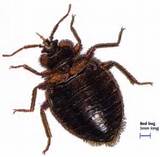 How Long Does Bed Bug Treatment Take Photos