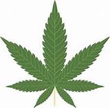 Medical Marijuana Peer Reviewed Articles Pictures