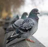 Pictures of How To Control Pigeons Pest