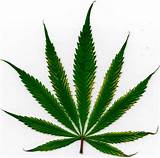 Marijuana Leaf Photos
