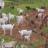 Images of Goats Farm