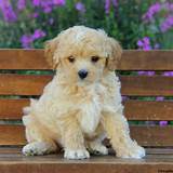 Cheap Toy Poodle Puppies For Sale Photos
