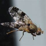 Flies In Basement Drain Images