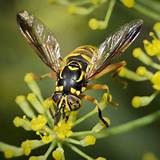 Images of Yellow Jacket Wasp
