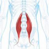 Exercise For Psoas Muscle Strengthening