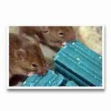 Photos of Flocoumafen Rat Poison