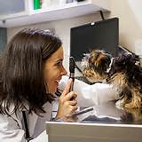 Low Cost Animal Clinic Nyc Images