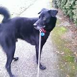 Dog Walking Services Seattle Pictures