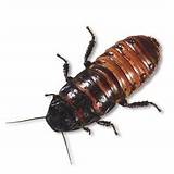 The Hissing Cockroach Pictures