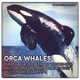 Pictures of Orca Life Insurance