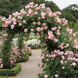 Photos of Climbing Roses For Sale Online