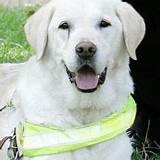 Images of Do Service Dogs Have To Be Licensed