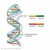 Where Can Dna Be Found
