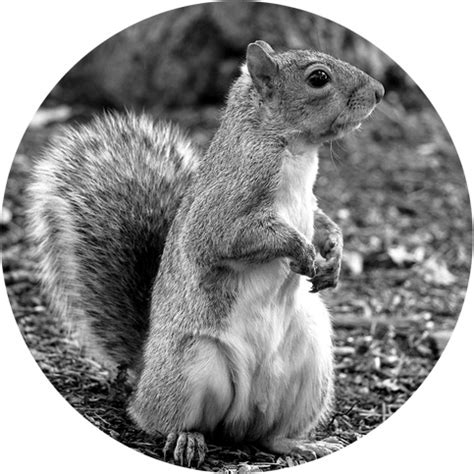 Images of Pest Squirrel Control