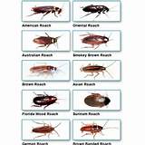 Pictures of Cockroach Types