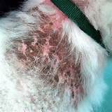 Dog Skin Conditions Home Remedies