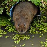 Rodent Vole Pictures