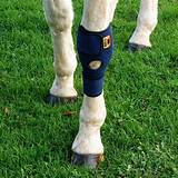 Best Horse Knee Boots Images