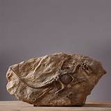 Images of Newest Dinosaur Fossil