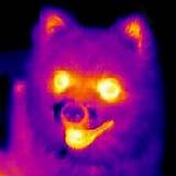 Is Infrared Heat Radiation Photos