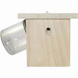 Carpenter Bee Trap Home Depot Pictures