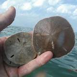 How Do You Clean Sand Dollars Images